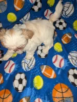 Asher (AKC), a male Shih Tzu for sale in Bella Vista, AR – 7 of 8