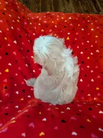 Benny (AKC), a male Shih Tzu for sale in Bella Vista, AR – 3 of 5