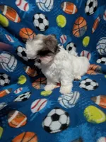 Cassidy (AKC), a male Shih Tzu for sale in Bella Vista, AR – 3 of 7