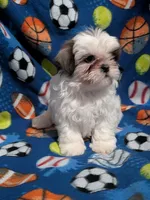 Cassidy (AKC), a male Shih Tzu for sale in Bella Vista, AR – 1 of 7
