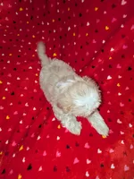 Benny (AKC), a male Shih Tzu for sale in Bella Vista, AR – 2 of 5