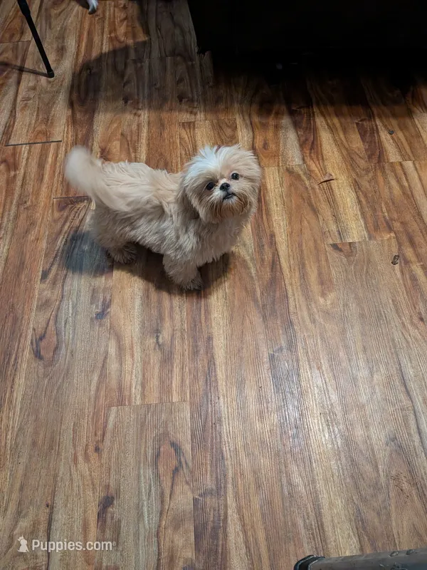 Finn (AKC) – Shih Tzu puppy for sale in Bella Vista, AR