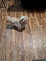Finn (AKC), a male Shih Tzu for sale in Bella Vista, AR – 1 of 6