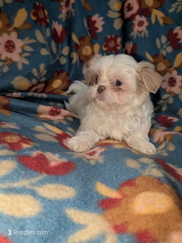 Sophie (AKC) – Shih Tzu puppy for sale in Bella Vista, AR