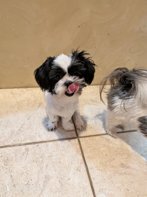 Pebbles (AKC, Imperial) – Shih Tzu puppy for sale in Bella Vista, AR