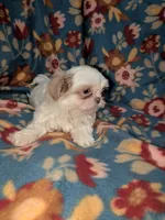 Sophie (AKC), a female Shih Tzu for sale in Bella Vista, AR – 3 of 5