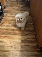 Finn (AKC), a male Shih Tzu for sale in Bella Vista, AR – 6 of 6