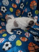 Cassidy (AKC), a male Shih Tzu for sale in Bella Vista, AR – 6 of 7