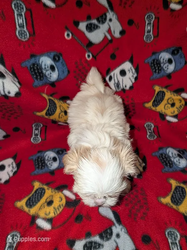 Asher – Shih Tzu puppy for sale in Bella Vista, AR