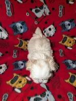 Asher, a male Shih Tzu for sale in Bella Vista, AR – Photo 1 of 7
