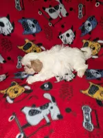 Aspen, a male Shih Tzu for sale in Bella Vista, AR – Photo 5 of 6