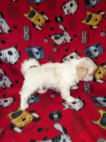 Asher, a male Shih Tzu for sale in Bella Vista, AR – Photo 5 of 7