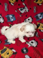 Asher, a male Shih Tzu for sale in Bella Vista, AR – Photo 3 of 7