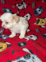 Asher, a male Shih Tzu for sale in Bella Vista, AR – Photo 4 of 7