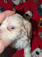 Asher, a male Shih Tzu for sale in Bella Vista, AR – Photo 2 of 7
