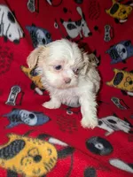 Asher, a male Shih Tzu for sale in Bella Vista, AR – Photo 6 of 7