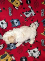 Asher, a male Shih Tzu for sale in Bella Vista, AR – Photo 7 of 7