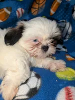 Skyler (AKC), a male Shih Tzu for sale in Bella Vista, AR – 5 of 8