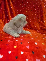 Finn (AKC), a male Shih Tzu for sale in Bella Vista, AR – 2 of 4