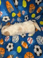 Asher (AKC), a male Shih Tzu for sale in Bella Vista, AR – 5 of 8