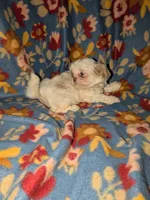Sophie (AKC), a female Shih Tzu for sale in Bella Vista, AR – 4 of 5