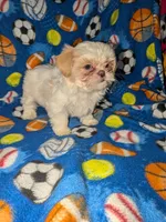 Asher (AKC), a male Shih Tzu for sale in Bella Vista, AR – 3 of 8