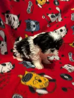 Rocky, a male Shih Tzu for sale in Bella Vista, AR – Photo 3 of 5