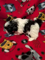 Rocky, a male Shih Tzu for sale in Bella Vista, AR – Photo 2 of 5