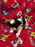 Rocky, a male Shih Tzu for sale in Bella Vista, AR – Photo 5 of 5