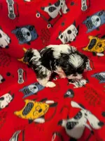 Rocky, a male Shih Tzu for sale in Bella Vista, AR – Photo 4 of 5