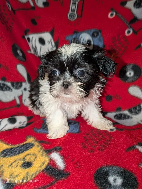 Rocky – Shih Tzu puppy for sale in Bella Vista, AR