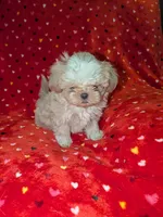 Benny (AKC), a male Shih Tzu for sale in Bella Vista, AR – 5 of 5