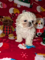 Dash, a male Shih Tzu for sale in Bella Vista, AR – Photo 2 of 4