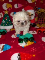 Dash, a male Shih Tzu for sale in Bella Vista, AR – Photo 3 of 4