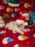 Dash, a male Shih Tzu for sale in Bella Vista, AR – Photo 1 of 4