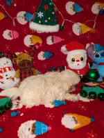 Dash, a male Shih Tzu for sale in Bella Vista, AR – Photo 4 of 4