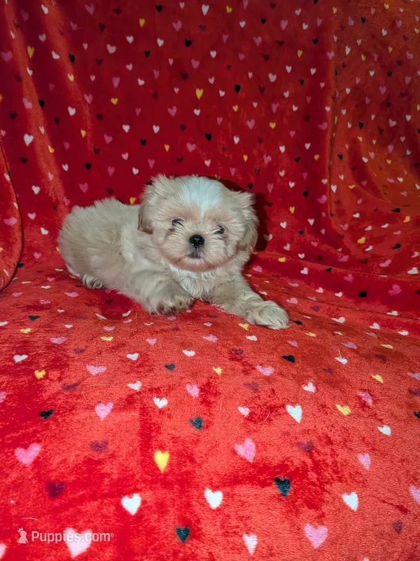 Finn (AKC) – Shih Tzu puppy for sale in Bella Vista, AR