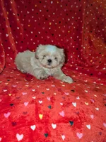 Finn (AKC), a male Shih Tzu for sale in Bella Vista, AR – 1 of 4