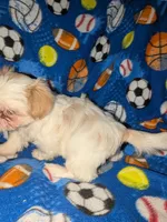 Asher (AKC), a male Shih Tzu for sale in Bella Vista, AR – 8 of 8