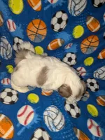 Cassidy (AKC), a male Shih Tzu for sale in Bella Vista, AR – 2 of 7