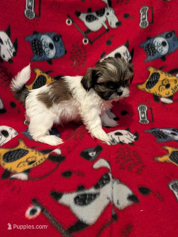 Dax, a male Shih Tzu for sale in Bella Vista, AR – Photo 1 of 5
