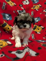 Dax, a male Shih Tzu for sale in Bella Vista, AR – Photo 2 of 5
