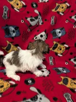 Dax, a male Shih Tzu for sale in Bella Vista, AR – Photo 4 of 5