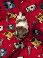 Dax, a male Shih Tzu for sale in Bella Vista, AR – Photo 5 of 5