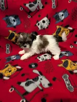 Dax, a male Shih Tzu for sale in Bella Vista, AR – Photo 3 of 5