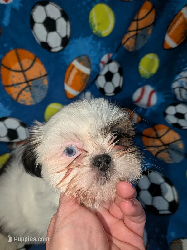 Skyler (AKC) – Shih Tzu puppy for sale in Bella Vista, AR