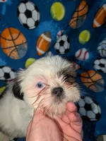 Skyler (AKC), a male Shih Tzu for sale in Bella Vista, AR – 1 of 8