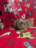 Prince, a male Shih Tzu for sale in Bella Vista, AR – Photo 5 of 5