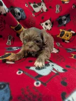 Prince, a male Shih Tzu for sale in Bella Vista, AR – Photo 4 of 5