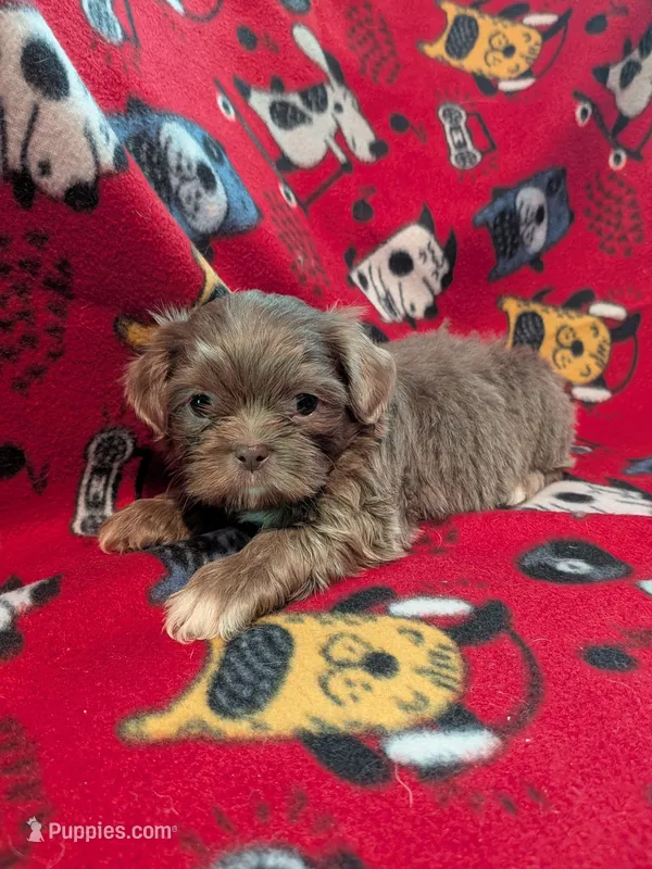 Prince, a male Shih Tzu for sale in Bella Vista, AR – Photo 1 of 5
